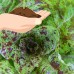 Freckles Romaine Lettuce Garden Seeds - 1 Lb Bulk - Non-GMO, Vegetable Gardening Seeds - Salad Greens & Microgreens - Freckled   